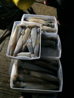 エヌスタイル 釣果