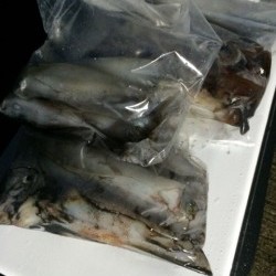 エヌスタイル 釣果