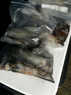 エヌスタイル 釣果