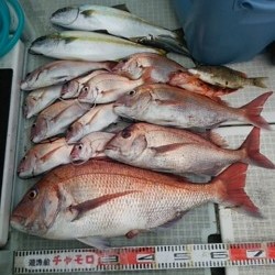 チャモロ 釣果