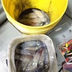 エヌスタイル 釣果