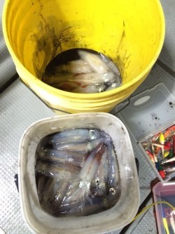 エヌスタイル 釣果