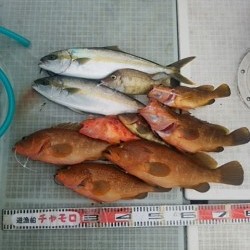 チャモロ 釣果