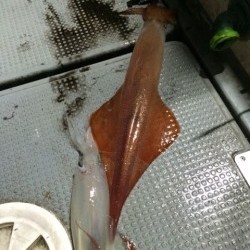 エヌスタイル 釣果