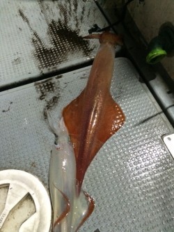 エヌスタイル 釣果