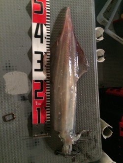 エヌスタイル 釣果