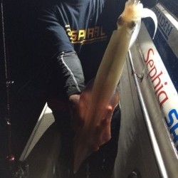 エヌスタイル 釣果