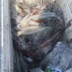 「LaGooN」蒼陽丸 日和号　 釣果