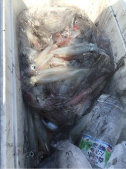 「LaGooN」蒼陽丸 日和号　 釣果