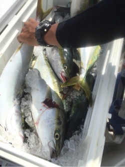 「LaGooN」蒼陽丸 日和号　 釣果