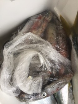 「LaGooN」蒼陽丸 日和号　 釣果