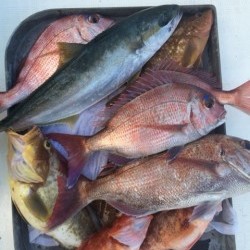 「LaGooN」蒼陽丸 日和号　 釣果