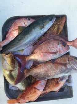 「LaGooN」蒼陽丸 日和号　 釣果