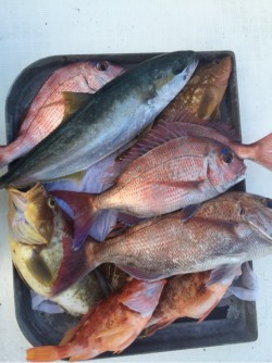 「LaGooN」蒼陽丸 日和号　 釣果