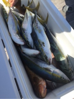 「LaGooN」蒼陽丸 日和号　 釣果