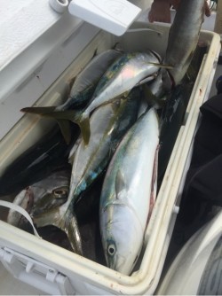 「LaGooN」蒼陽丸 日和号　 釣果