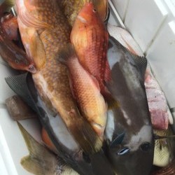 「LaGooN」蒼陽丸 日和号　 釣果