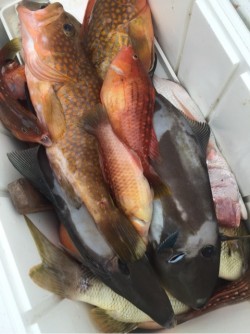 「LaGooN」蒼陽丸 日和号　 釣果