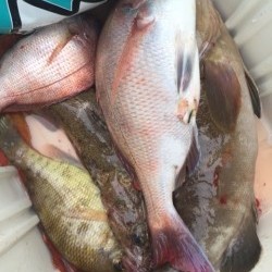 「LaGooN」蒼陽丸 日和号　 釣果