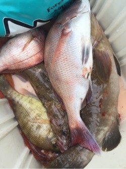 「LaGooN」蒼陽丸 日和号　 釣果