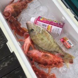 「LaGooN」蒼陽丸 日和号　 釣果