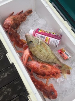 「LaGooN」蒼陽丸 日和号　 釣果