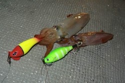 South Current 釣果