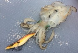 South Current 釣果