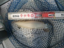 チャモロ 釣果