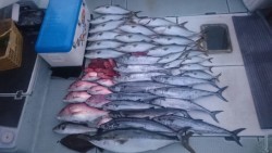 エムズジャーク（M’s JERK） 釣果