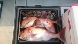 エムズジャーク（M’s JERK） 釣果