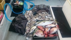 エムズジャーク（M’s JERK） 釣果