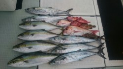 エムズジャーク（M’s JERK） 釣果