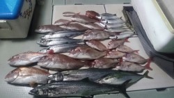 エムズジャーク（M’s JERK） 釣果