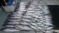 エムズジャーク（M’s JERK） 釣果