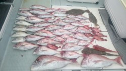 エムズジャーク（M’s JERK） 釣果