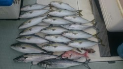 エムズジャーク（M’s JERK） 釣果