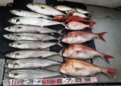 オーシャンスター(Ocean Star) 釣果