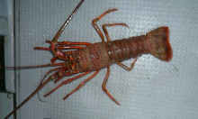 オーシャンスター(Ocean Star) …