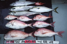 オーシャンスター(Ocean Star) …