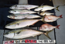 オーシャンスター(Ocean Star) …