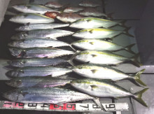 オーシャンスター(Ocean Star) …