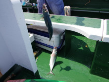 Big One　ビッグワン 釣果