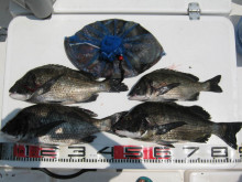 ＪＤＩ　Ｒａｃｉｎｇ　シールズマリンレジャー 釣果