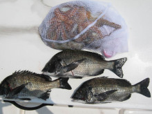 ＪＤＩ　Ｒａｃｉｎｇ　シールズマリンレジャ…