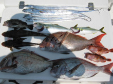 ＪＤＩ　Ｒａｃｉｎｇ　シールズマリンレジャ…