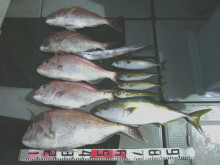 オーシャンスター(Ocean Star) …