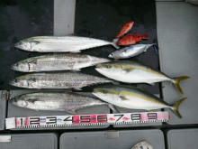 オーシャンスター(Ocean Star) …