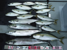 オーシャンスター(Ocean Star) …