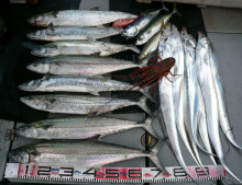 オーシャンスター(Ocean Star) 釣果